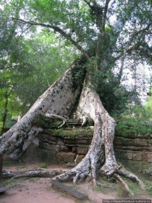 Предок Брахмы