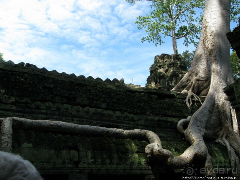 Предок Брахмы