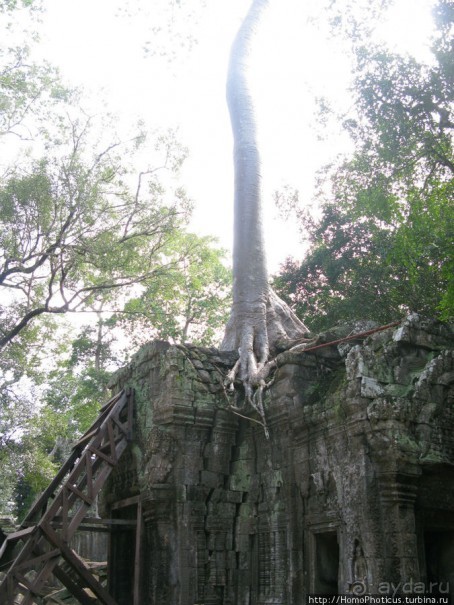 Предок Брахмы