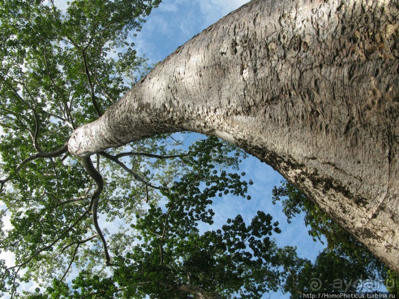 Предок Брахмы