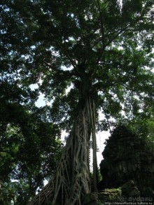 Предок Брахмы