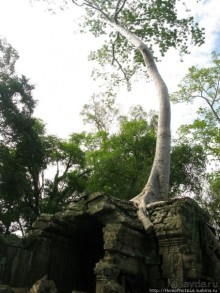 Предок Брахмы