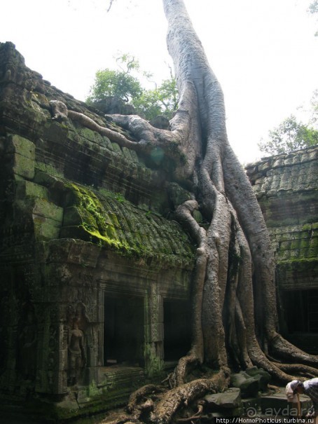 Предок Брахмы