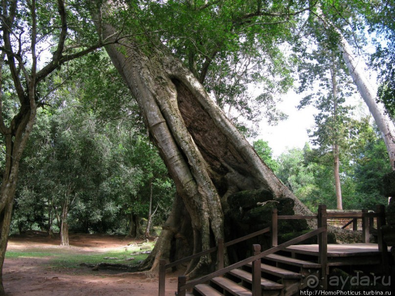 Предок Брахмы