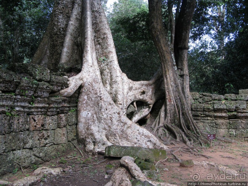 Предок Брахмы