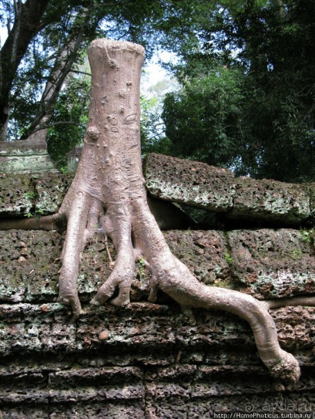 Предок Брахмы