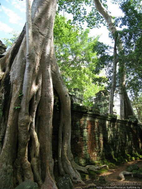 Предок Брахмы