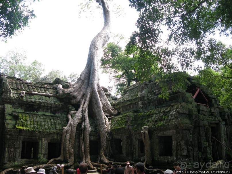 Предок Брахмы