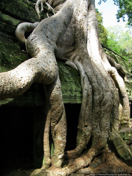 Предок Брахмы