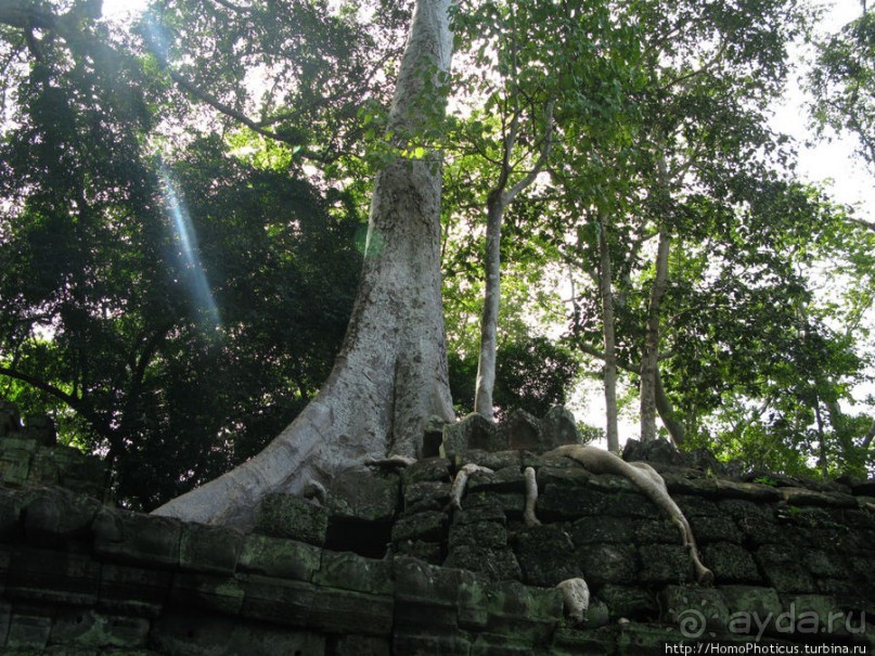 Предок Брахмы