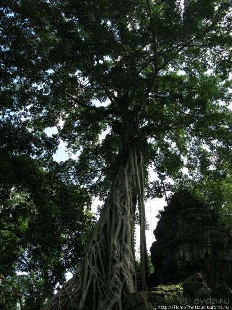 Предок Брахмы