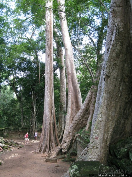 Предок Брахмы