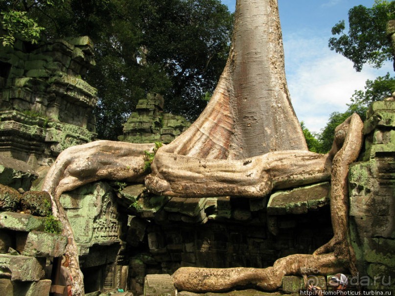 Предок Брахмы