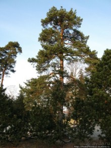 Экспресс-Финляндия