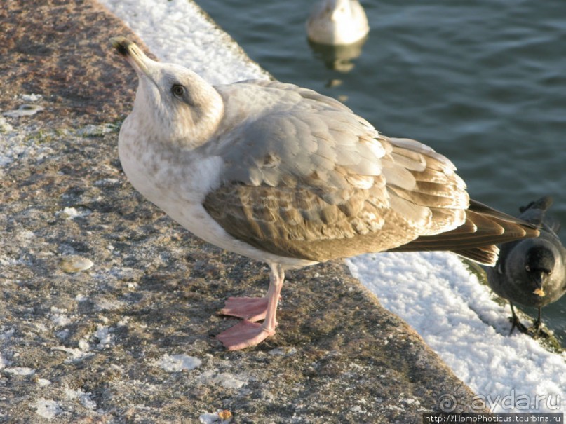 Экспресс-Финляндия