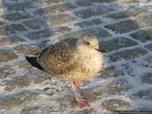 Экспресс-Финляндия