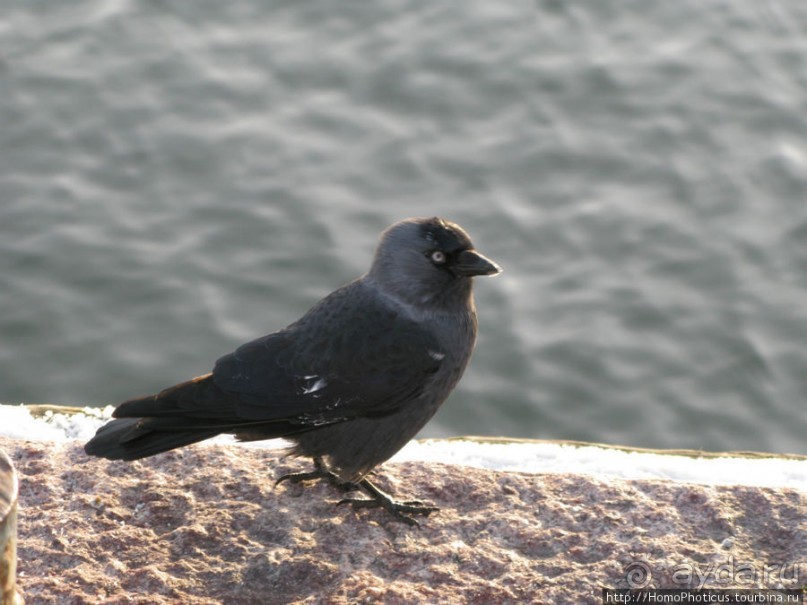 Экспресс-Финляндия