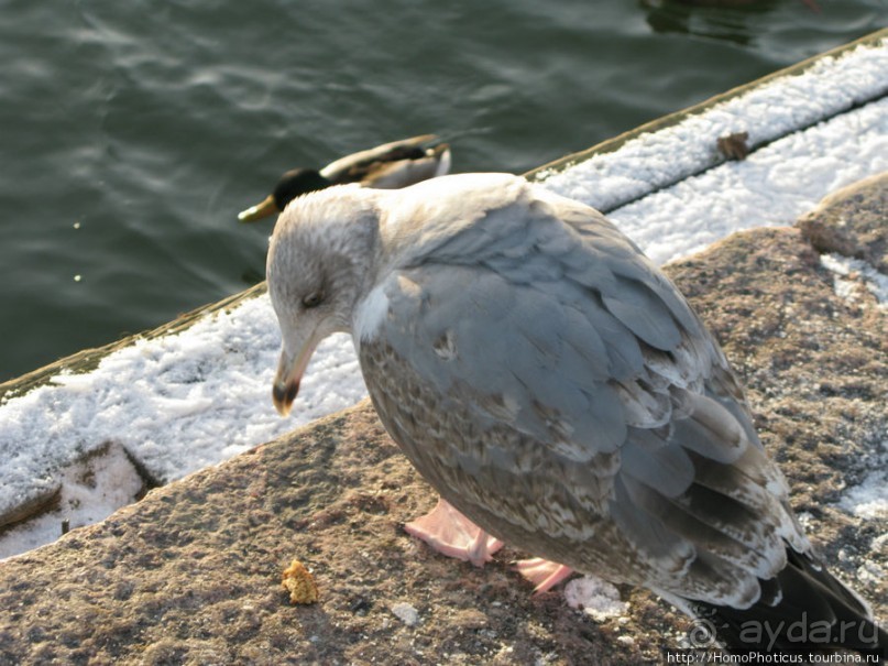Экспресс-Финляндия