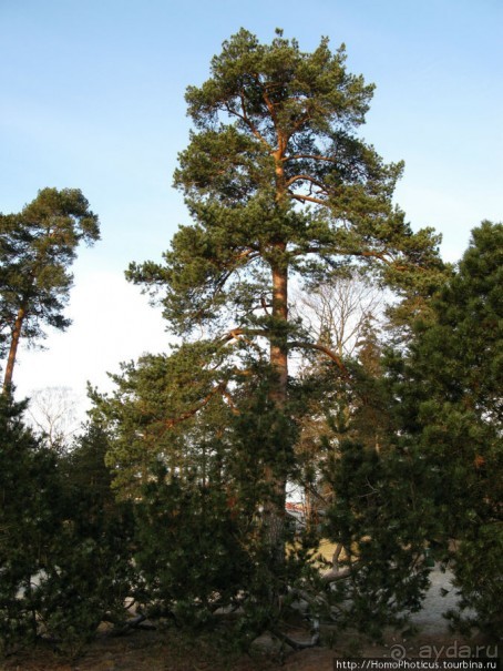 Экспресс-Финляндия