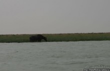 К болотным арабам