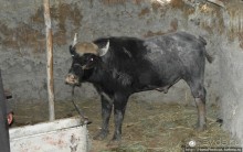 К болотным арабам