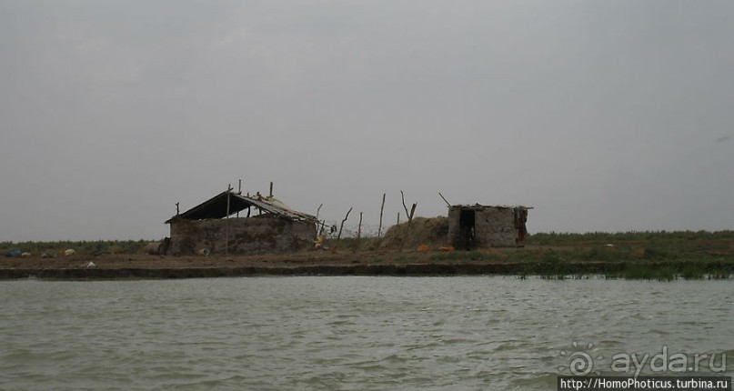 К болотным арабам