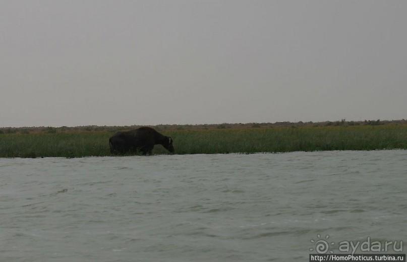 К болотным арабам