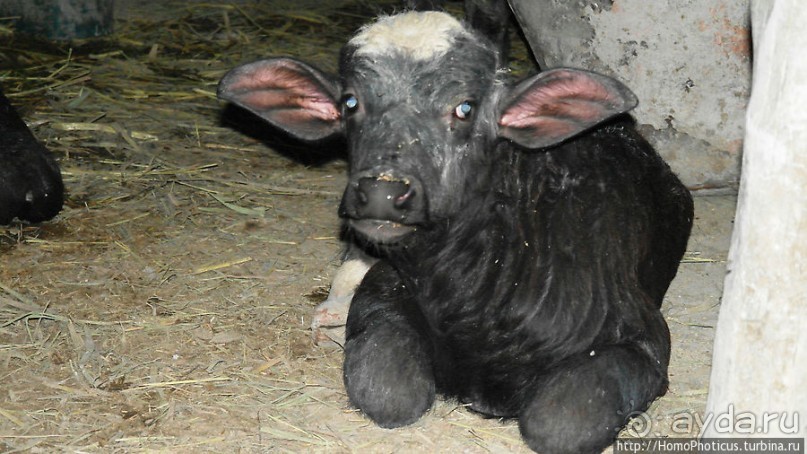 К болотным арабам