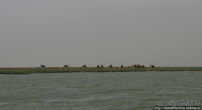 К болотным арабам