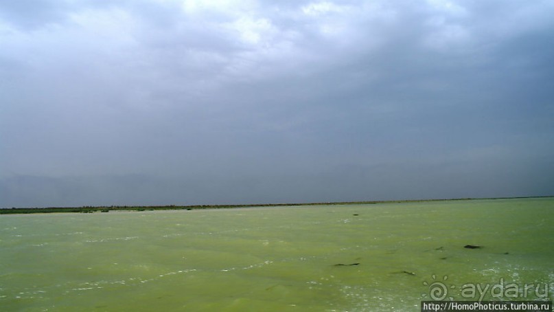 К болотным арабам