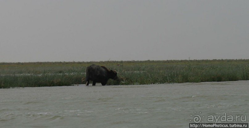 К болотным арабам