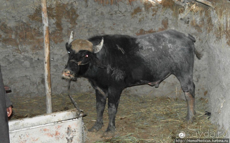 К болотным арабам