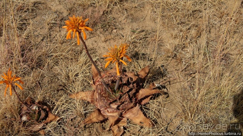 Ночная гора как оплот монарха-брадобрея