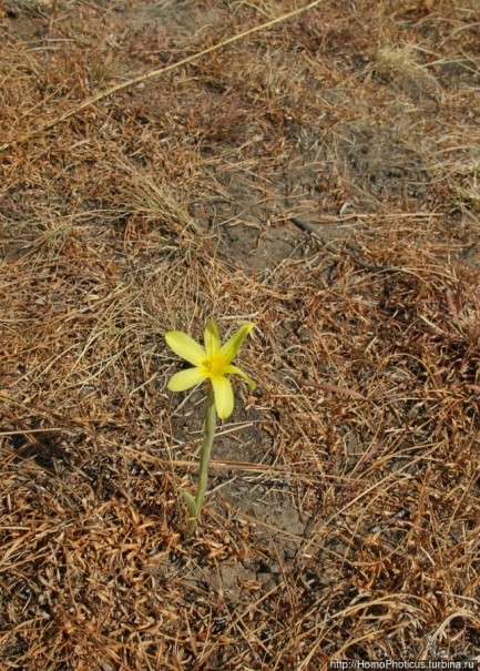 Ночная гора как оплот монарха-брадобрея