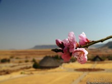 Ночная гора как оплот монарха-брадобрея