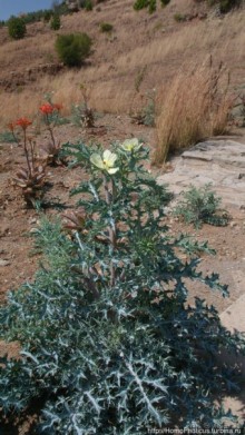 Ночная гора как оплот монарха-брадобрея