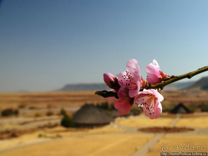 Ночная гора как оплот монарха-брадобрея