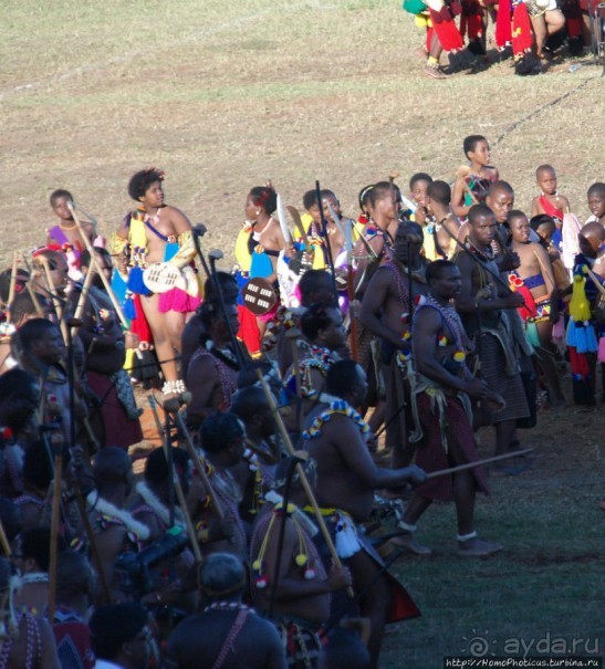 Умхланга. День VII. Его Величество Мсвати III выбирает Умхланга. День VII. Его Величество Мсвати III выбирает