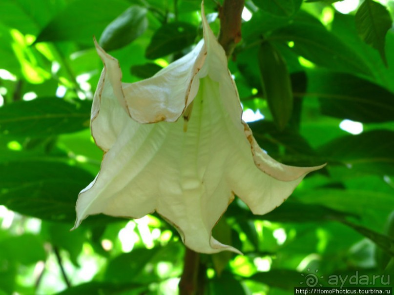 Сад Мажореля