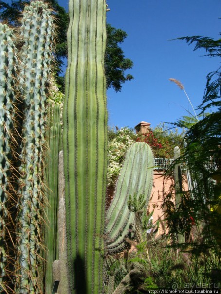 Сад Мажореля