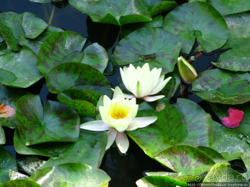 Сад Мажореля