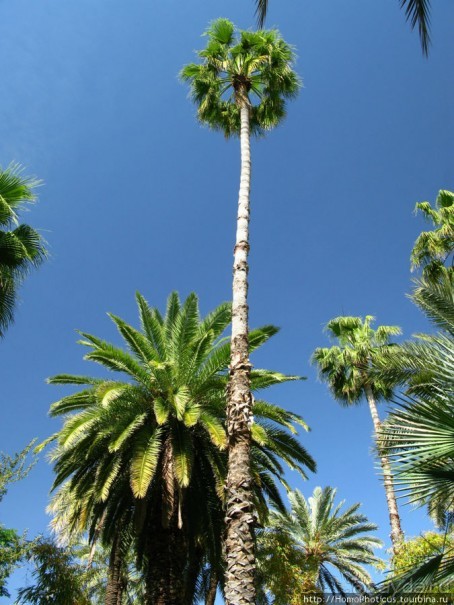 Сад Мажореля