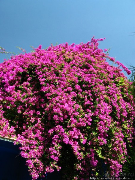 Сад Мажореля