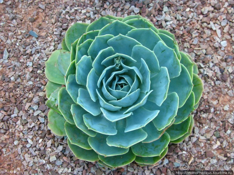 Сад Мажореля