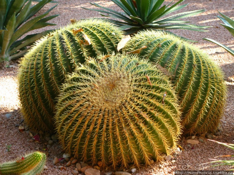 Сад Мажореля