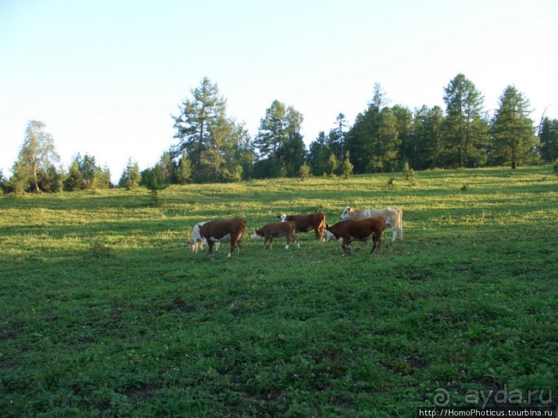 Над Катунью