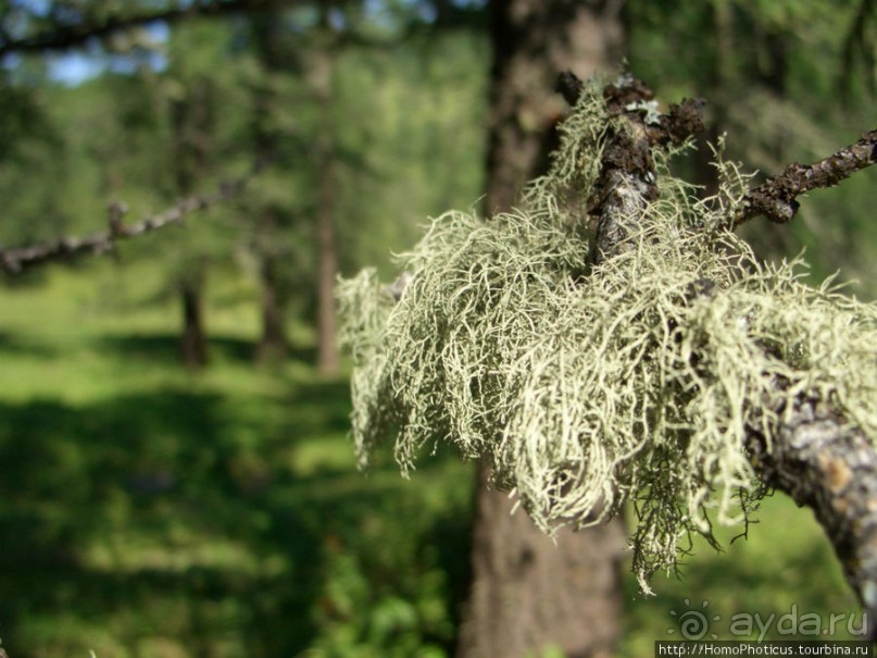 Над Катунью