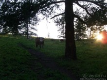 Над Катунью