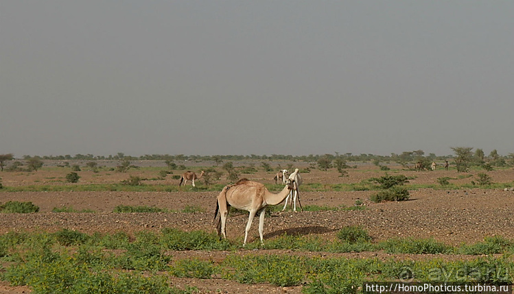 Мавританские пески. I. Через горы в пустыню