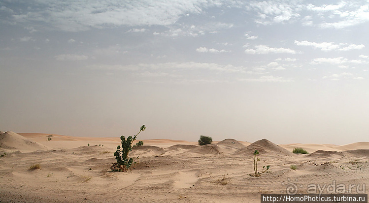 Мавританские пески. I. Через горы в пустыню